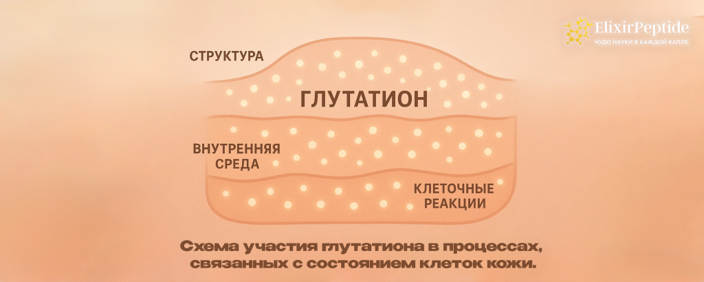 Схема участия глутатиона в процессах, связанных с состоянием клеток кожи. .png