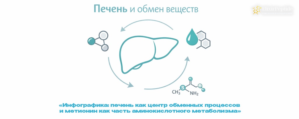 Инфографика- печень как центр обменных процессов и метионин как часть аминокислотного метаболизма.jpg