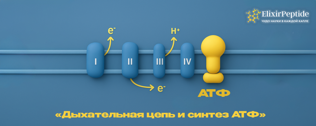Дыхательная цепь и синтез АТФ.png