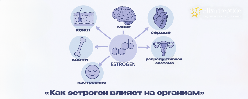 Как эстроген влияет на организм .png