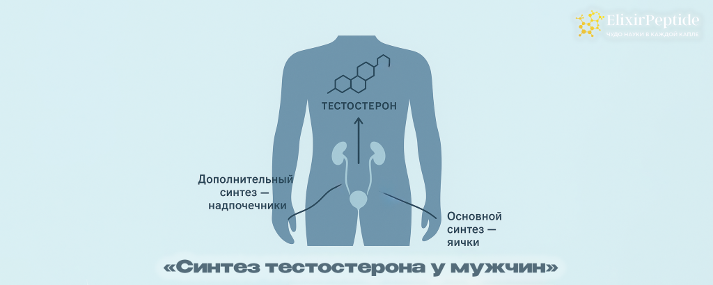 Синтез тестостерона у мужчин.png