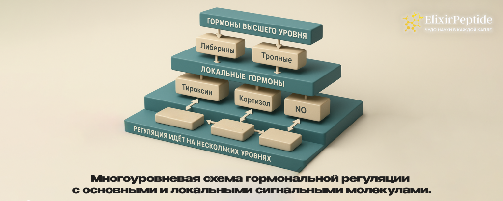 Многоуровневая схема гормональной регуляции с основными и локальными сигнальными молекулами..png