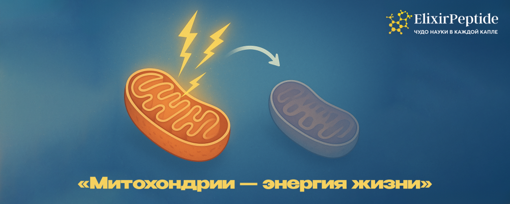 Митохондрии энергия жизни.png