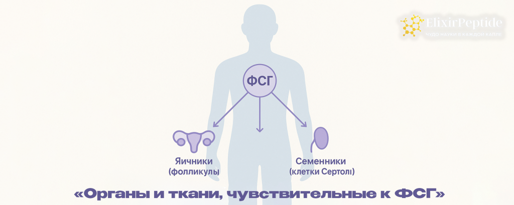 Органы и ткани чувствительные к ФСГ.png