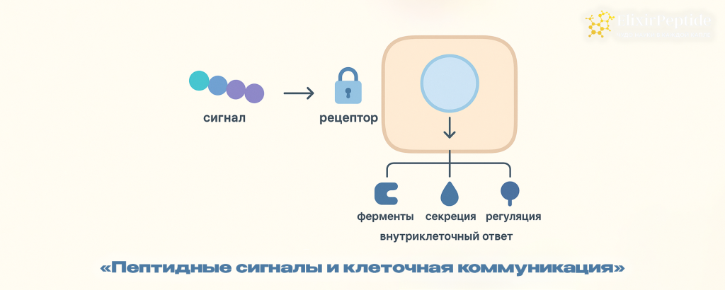 Пептидные сигналы и клеточная коммуникация.png