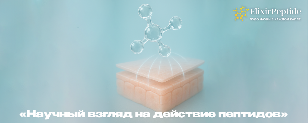 Научный взгляд на действие пептидов .png