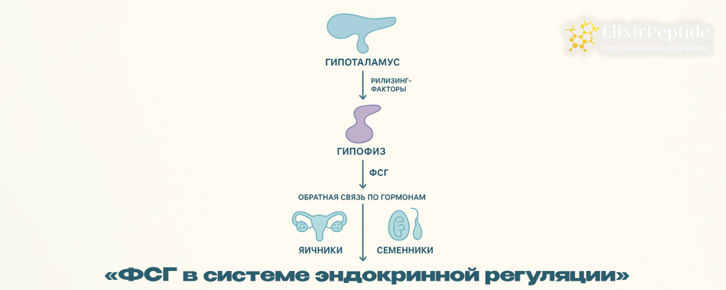 ФСГ в системе эндокринной регуляции.png