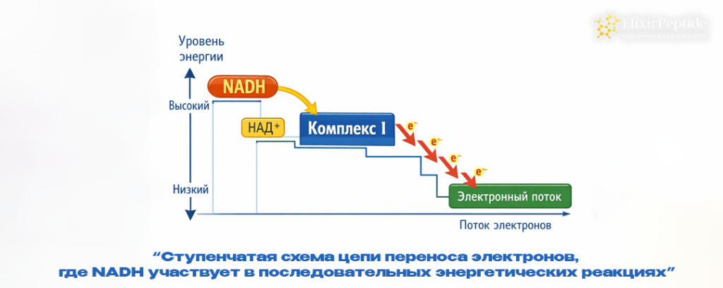  Ступенчатая схема цепи переноса электронов, где NADH участвует в последовательных энергетических реакциях. .png
