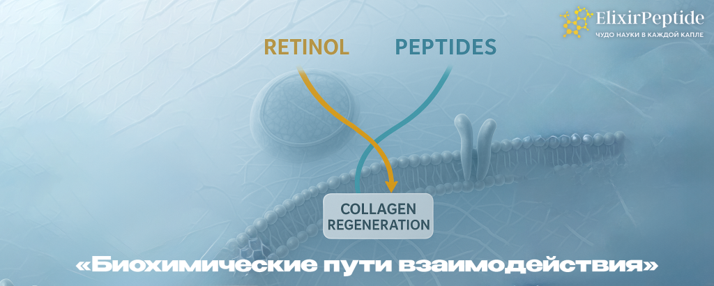 Биохимические пути взаимодействия.png