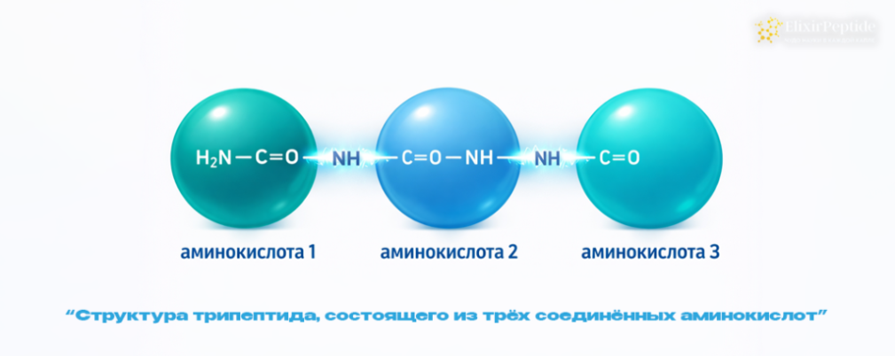 Что такое трипептид и зачем он нужен