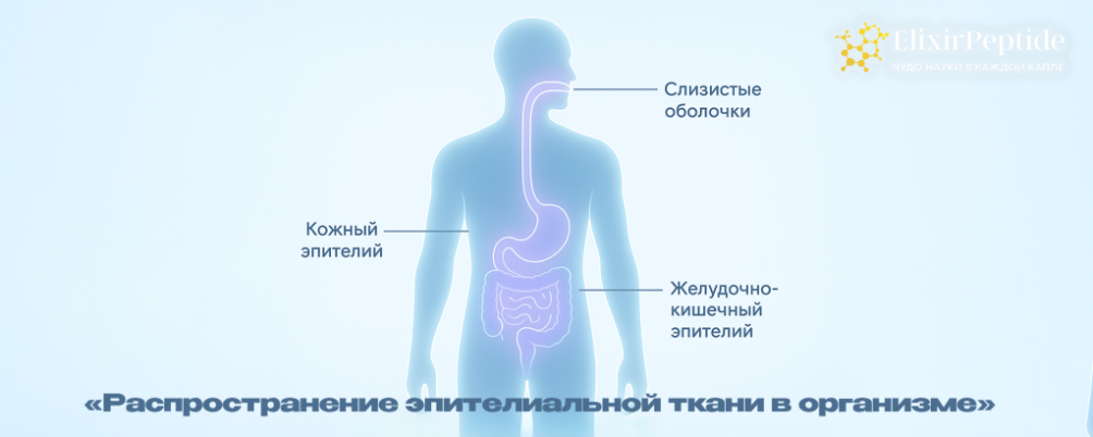 Эпителиальная ткань: что это такое