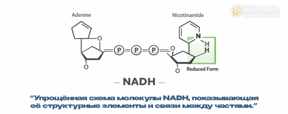 Как работает NADH простыми словами